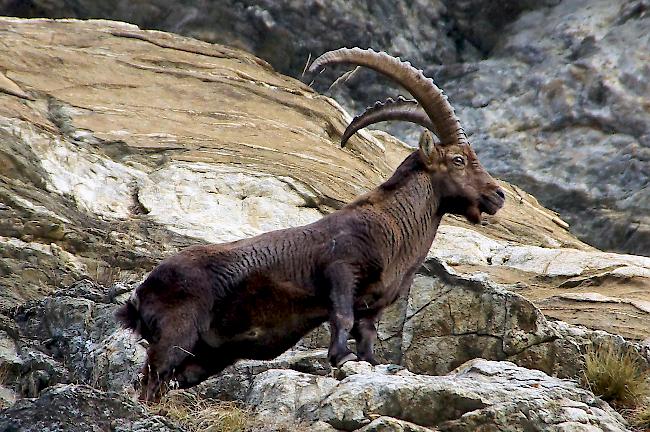 Wahrzeichen der Alpen. Je älter und stattlicher ein männliches Tier und je grösser seine Hörner, desto dominanter ist es. 