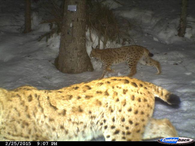 Die beiden Luchse Aira und B449 werden eingeschläfert, nachdem bei ihnen das Feline Immunschwächevirus (FIV) nachgewiesen worden ist.