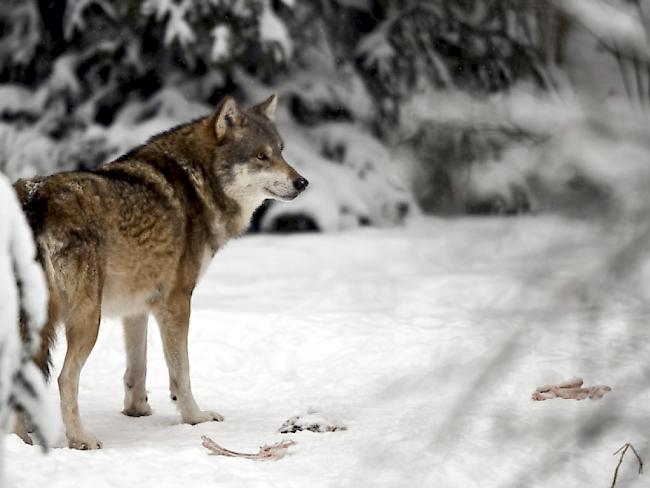 Haben Wölfe eine gewisse Zahl an Nutztieren gerissen, geraten sie ins Visier der Behörden (Symbolbild)
