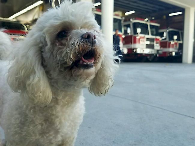 Dem Tod entronnen: Erste-Hilfe-Massnahmen eines Feuerwehrmanns retteten Hund Nalu Marley das Leben.
