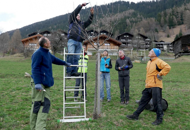 Unter der Anleitung von Werner Kradolfer (links) schneiden die Rotarier «ihre» Obstbäume.