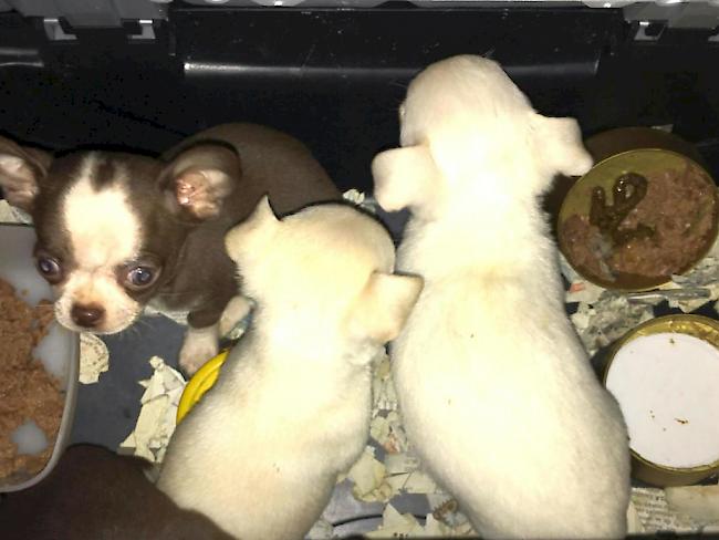 Illegal in die Schweizer geschmuggelt: Die Chihuahua-Welpen waren in einer Tiertransportbox im Auto versteckt, das von den Grenzwächtern bei Laufenburg AG kontrolliert wurde.