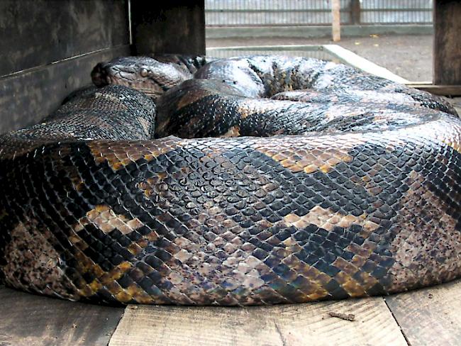 Die Schlange, die den Arbeiter erwürgte und verschluckte war eine Netzpython - diese gehören zu den grössten Schlangen der Welt. (Symbolbild)
