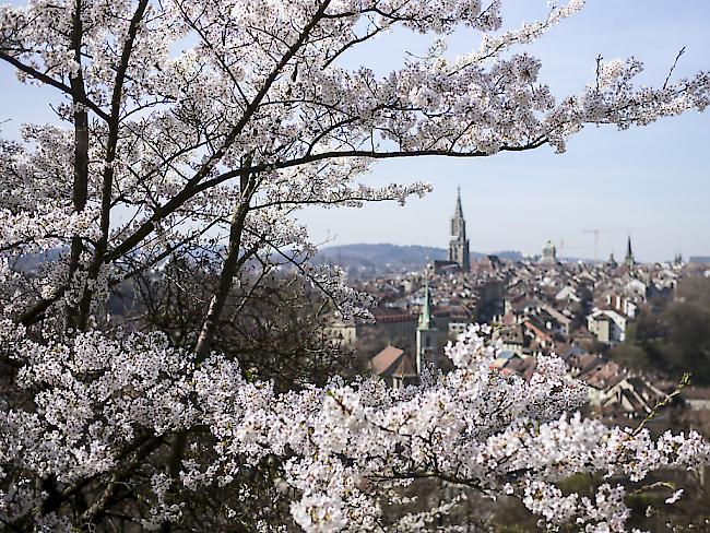 In Bern blühen bereits die Kirschbäume - dem warmen März sei Dank.