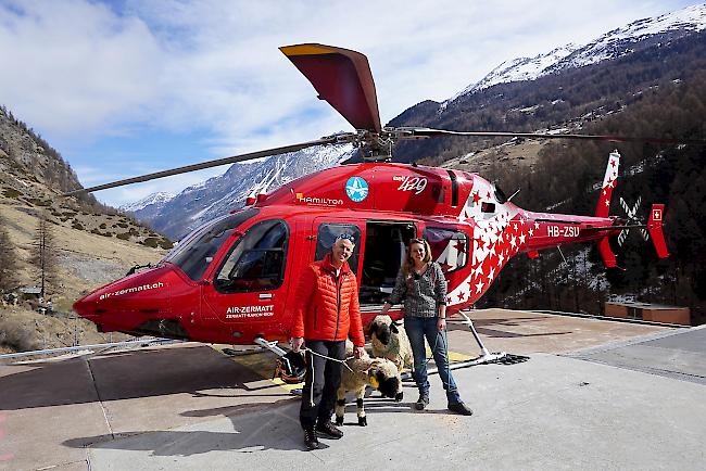 Schwarznasenschafe beim Training mit Rebecca Julen von Tradition Julen und Gerold Biner, CEO der Air Zermatt. Das Schaf trägt ein Head-Set, das die sensiblen Schafohren vor dem Helikopterlärm schützt.