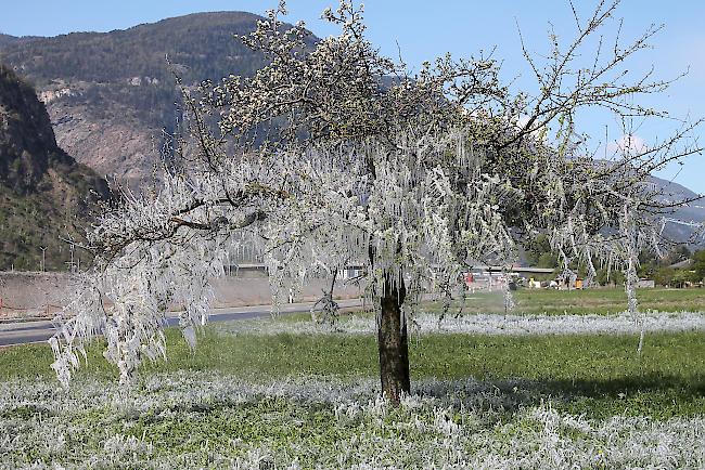 Bei der Frostschutzberegnung werden die Bäume mit feinen Tröpfchen besprüht (hier in Lalden).
