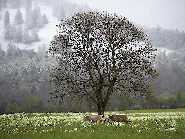 Schnee statt Sonne: Der späte April wartet in der Schweiz weiterhin mit frostigen Nächten auf. (Archivbild)