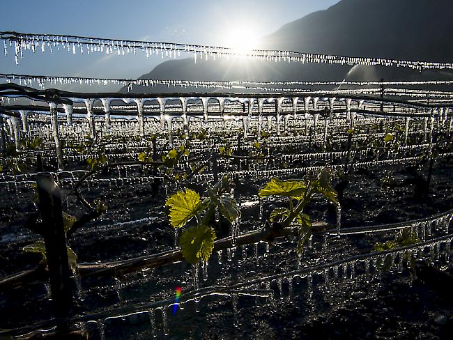 Die Kältewelle in den vergangenen Nächten hat in der Schweiz beträchtlichen Schaden in der Landwirtschaft angerichtet. (Archivbild)