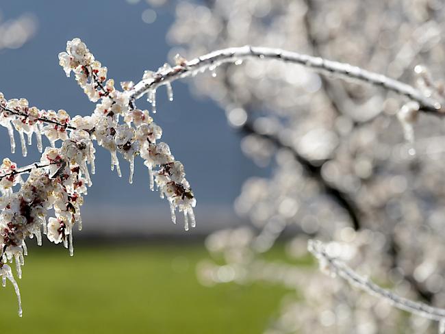 Schutzmantel aus Eis an einem Aprikosenbaum in Fully VS: Walliser Obstbauern haben mit der Beregnung ihrer Bäume einige Schäden an Kern- und Steinobstkulturen verhindern können.