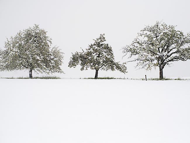 Obstbäume im Schnee: Nach dem Winterwetter vom Freitag wird ein sonniges Wochenende erwartet. Am frühen Samstagmorgen hat es aber in weiten Teilen der Schweiz erneut Bodenfrost gegeben. (KEYSTONE/Gian Ehrenzeller)