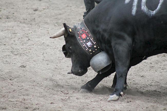 19 Tiere qualifizierten sich für den grossen Final der Rinder am Samstagnachmittag in Aproz.