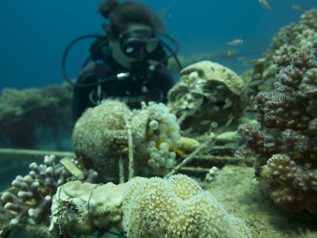 Die Korallen im Golf von Aqaba sind besonders robust. Für die Experimente sammelte Doktorandin Jessica Bellworthy einige Exemplare.