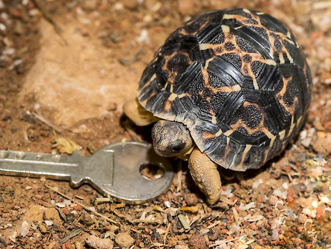 Die junge Strahlenschildkröte ist noch nicht grösser als ein Schlüssel. Ausgewachsen werden sie über 40 Zentimeter lang.