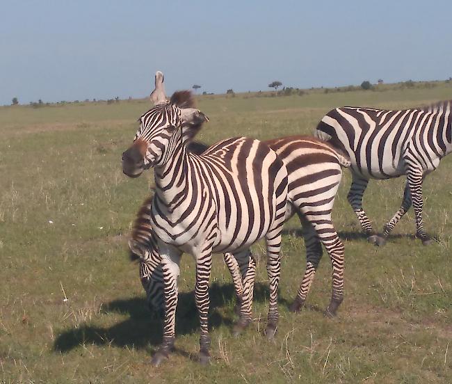 «Masai Mara Nationalpark: Ein Zebra, das sich die Fliegen abschüttelt.»