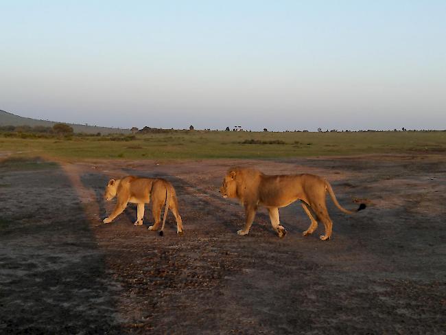 «Masai Mara Nationalpark: Ein Löwenpärchen beim Sonnenuntergang. Was für ein tolles Erlebnis!»