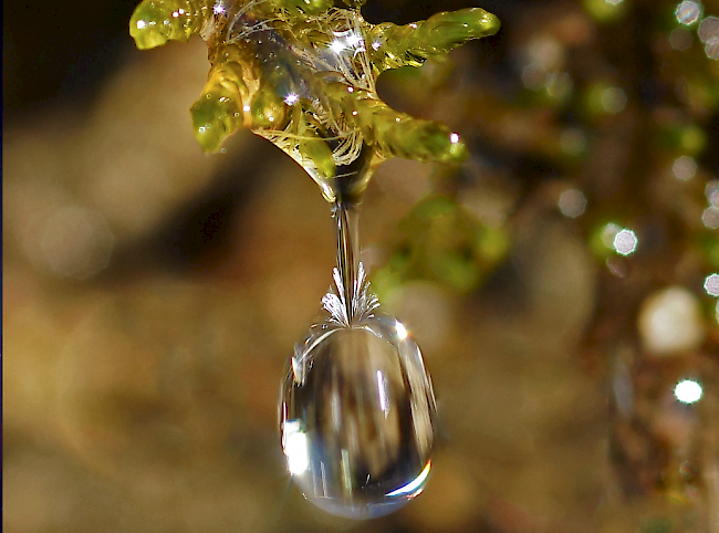 Wetter Frühling Regen Wassertropfen Wassertropf Tropf Tropfen Regentropf