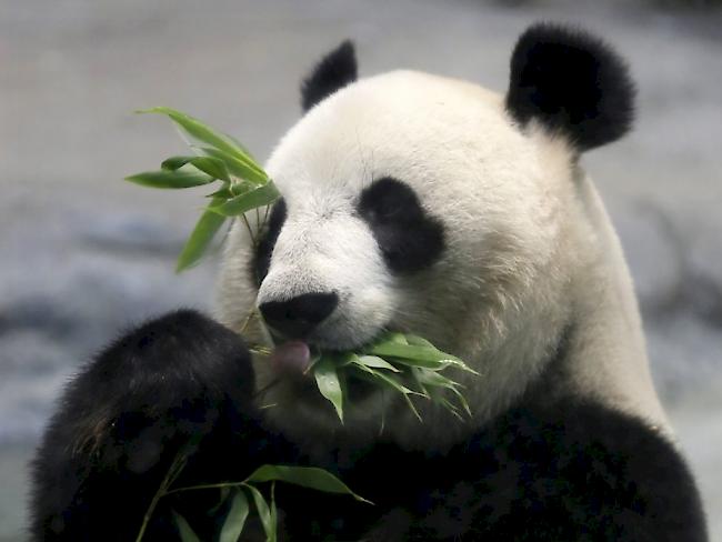 Panda-Weibchen mit grossem Appetit: Ist Shin Shin bald Mutter? (Archiv)