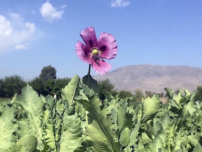 Eine Blume im Mohnfeld: Opium-Anbauer in den USA verrät sich selber. (Symbolbild)