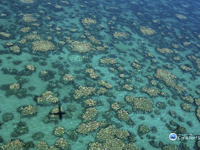 Klimaerwärmung, Umweltgifte, Unwetter: Die Korallen des Great Barrier Reefs leidet stärker als Forscher bisher berechnet hatten.