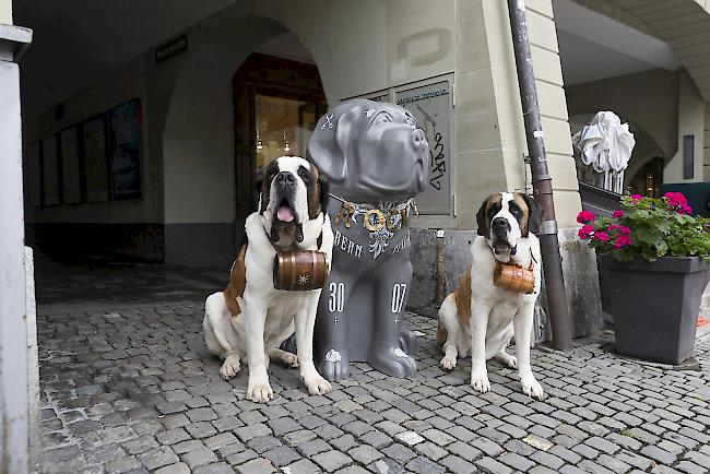 Bernhardiner in der Berner Altstadt