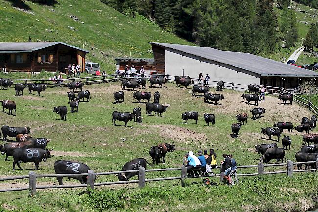 Grosses Spektakel auf der grössten Eringeralpe im Oberwallis. Bei herrlichem Sommerwetter wurde am Samstag die Alpe Rotigen im Turtmanntal bestossen. 