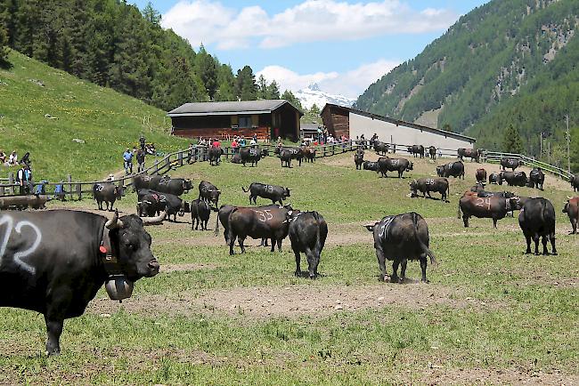 Grosses Spektakel auf der grössten Eringeralpe im Oberwallis. Bei herrlichem Sommerwetter wurde am Samstag die Alpe Rotigen im Turtmanntal bestossen. 