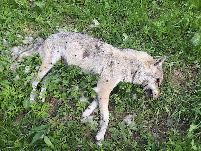 Die bei Jaun FR tot aufgefundene Wölfin wurde wahrscheinlich vergiftet.