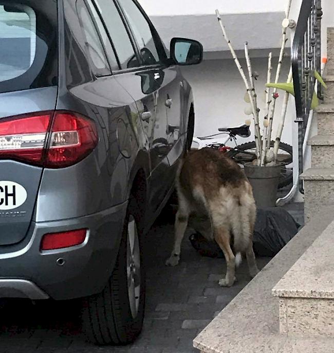 Am Montagmorgen fotografierte ein Passant in Agarn ein Tier, bei dem anfänglich nicht sicher war, ob es sich um einen Wolf oder einen Hund handelte. Nun ist klar, dass ein Hund im Dorf herumstreunte. 