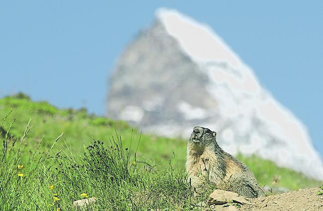 Offenbar nicht bei allen beliebt – ein Murmeltier vor dem Matterhorn.
