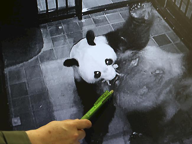 Eine Mitarbeiterin des Zoos in Tokio präsentiert ein Bild von Pandamutter Shin Shin und ihrem Jungtier. (Archiv)