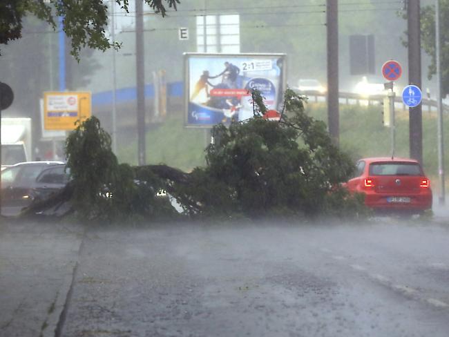 Auto fährt im ostdeutschen Magdeburg an umgestürztem Baum vorbei