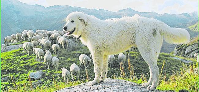 In diesem Jahr bewachen im Oberwallis 35 Herdenschutzhunde die Schafe.