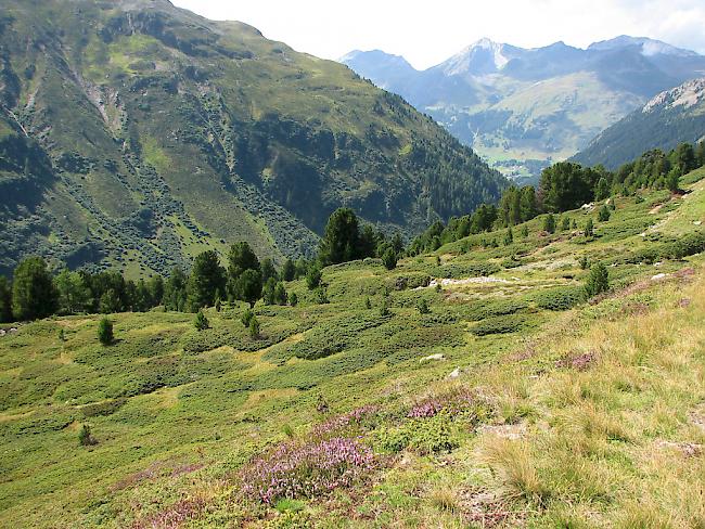 Die Arve wächst zwischen 1500 und 2500 Metern Höhe in den Alpen und bildet einen wichtigen Lebensraum.