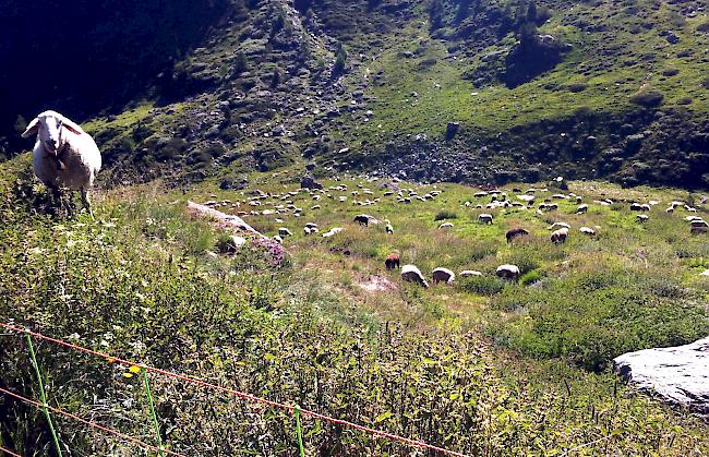 Blick auf die 450-köpfige Schafherde im Turtmanntal.