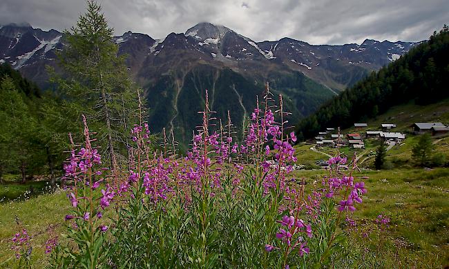 Mehr Wolken. Ab Wochenmitte zeigen sich wieder mehr Wolken am Walliser Himmel (im Bild: Tellialp im Lötschental).