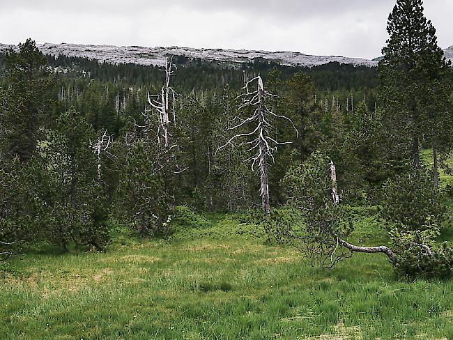 Umweltschützer zeichnen ein düsteres Bild von der Schweizer Moorlandschaft. Sie sehen die Biodiversität gefährdet. (Archivbild)