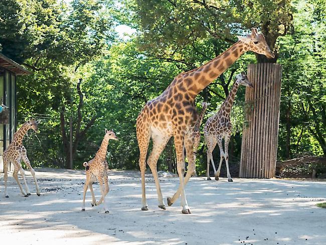 Zum zweiten Mal in diesem Jahr hat es im Zoo Basel Nachwuchs bei den Kordofan-Giraffen gegeben. Osei, den Kianga letzte Woche zur Welt gebracht hat, ist ausserordentlich gross und kräftig.