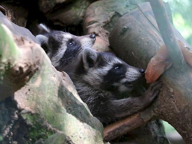 Im Zoo im waadtländischen Servion sind zwei junge Waschbären zur Welt gekommen.