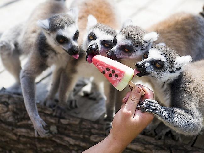 Die Sommerhitze macht vielen Zootieren zu schaffen: In Budapest dürfen Lemuren gefrorene Melone schlecken. (Archivbild)