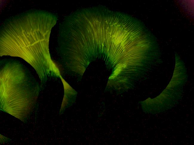 Die Lamellen des Dunklen Ölbaumtrichterlings fluoreszieren in der Nacht. Forscher haben aber noch eine andere interessante Eigenschaft bei ihm entdeckt.
