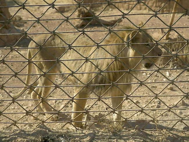 Einer der abgemagerten Löwen, die zusammen mit anderen Tieren von der Tierschutzorganisation "Vier Pfoten" aus einem Zoo in der Nähe der syrischen Stadt Aleppo evakuiert wurden.