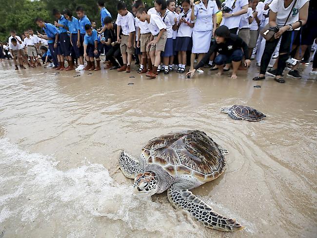 Anlässlich des Geburtstags des Königs haben thailändische Kinder 1066 Meeresschildkröten in die Freiheit entlassen.