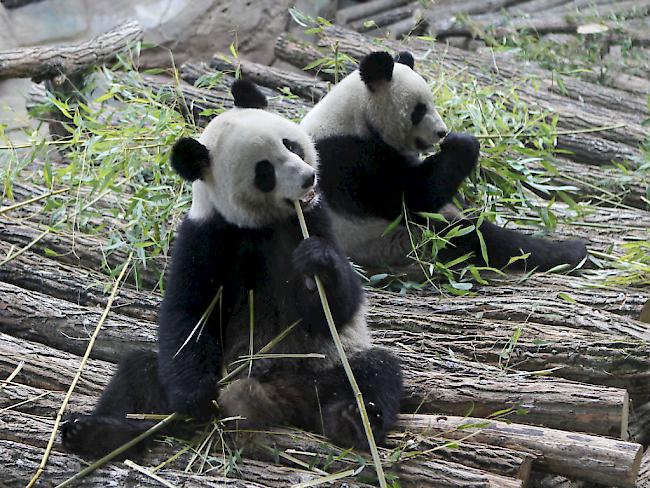 Pandadame Huan Huan (vorne) im Zoo von Beauval, Frankreich, ist schwanger. (Archiv)