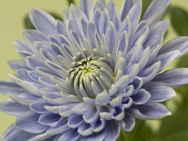 Zwei neue Gene färbten die Chrysantheme blau.