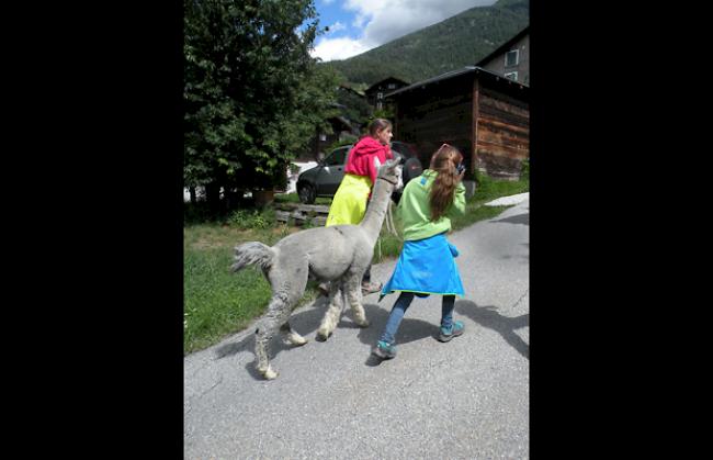 Alpaka-Trekking mit der Alpakazucht Simplon