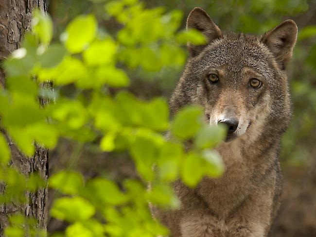 Angst vor dem Wolf: Über 3000 Personen in Uri unterschreiben eine Initiative, die vom Kanton mehr Schutz vor Grossraubtieren verlangt. (Symbolbild)