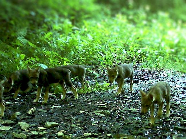 Seit 2011 kommen am Calanda-Massiv jedes Jahr kleine Wölfe mit grossem Hunger zur Welt. Für den Wald ist das gut.