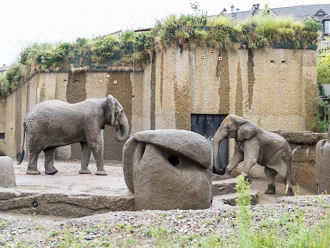 Vorsichtiges Annähern von Bulle Jack und Elefantendame Maya im Zoo Basel.