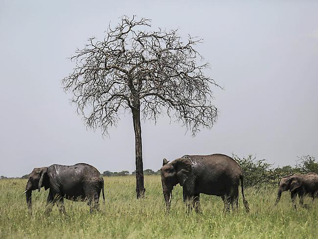 Afrikanische Elefanten wechseln laut einer neuen Studie ihren Tag-Nacht-Rythmus wegen Wilderern. (Archiv)