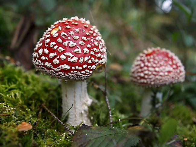 Es gibt noch bis zu 3,8 Millionen Pilz-Arten, die noch nicht beschrieben sind (Archiv)